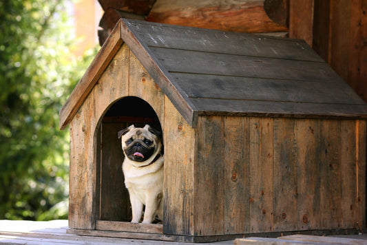 Plastic Dog Houses vs Wooden Dog Houses: Which is Better?